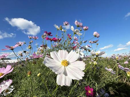咲き乱れるコスモスと爽やかな青空 コスモス,秋桜,花の写真素材