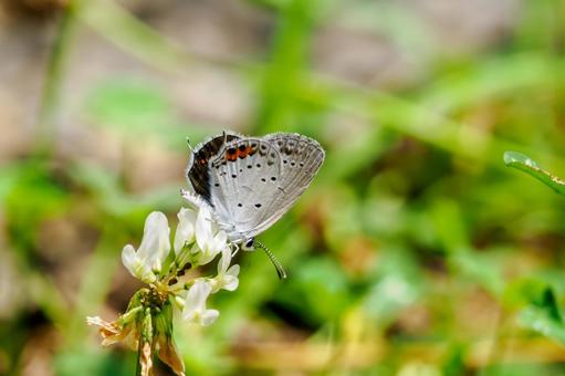 Photo, early summer, butterfly, short-tailed blue, 
