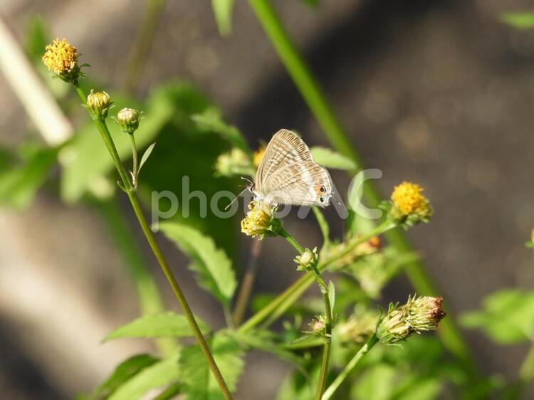コセンダングサにウラナミシジミ ウラナミシジミ,裏波小灰蝶,チョウ目の写真素材