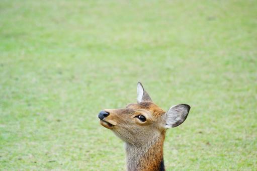 Photo, natural, expression, deer, 