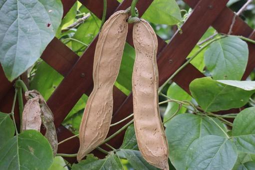 緑の葉と茶色になった大きなナタマメ 緑,葉,茶色の写真素材