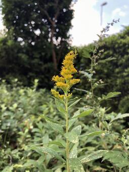 雑草 雑草の写真