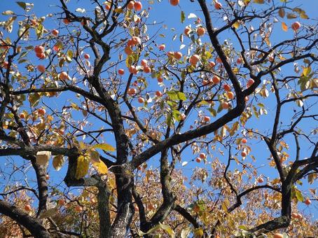 横浜の柿の実 柿,オレンジ,たわわに実るの写真素材