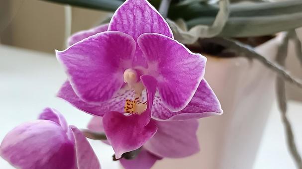 Photo, mini phalaenopsis orchid, flower, plant, 