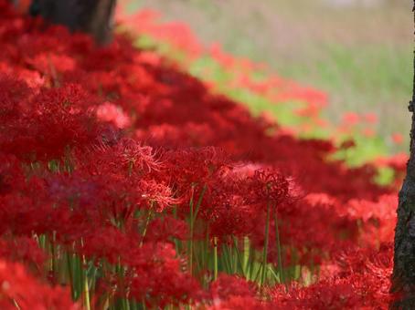 Photo, marlin, higambana, autumn, 