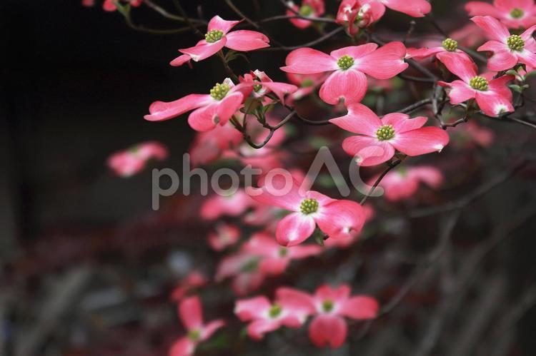 ハナミズキ　花水木　満開の赤い花 花水木,ハナミズキ,はなみずきの写真素材