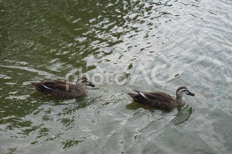 2羽のカモ 鴨,鳥,池の写真素材