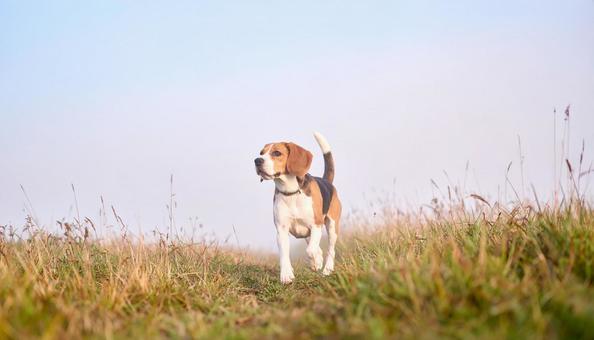楽しそうに走るビーグル犬 楽しそうに走るビーグル犬の写真
