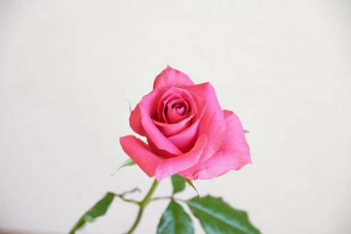 ピンクのばら ピンクのばらの写真