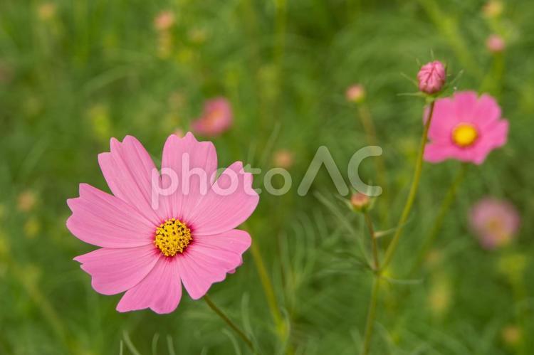 蓮田市のコスモス畑 コスモス,秋,10月の写真素材