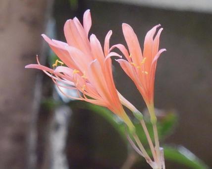 【花の写真】庭に咲くキツネノカミソリの写真