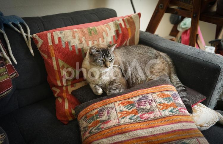 ソファーでくつろぐ猫 猫,保護猫,ソファーの写真素材