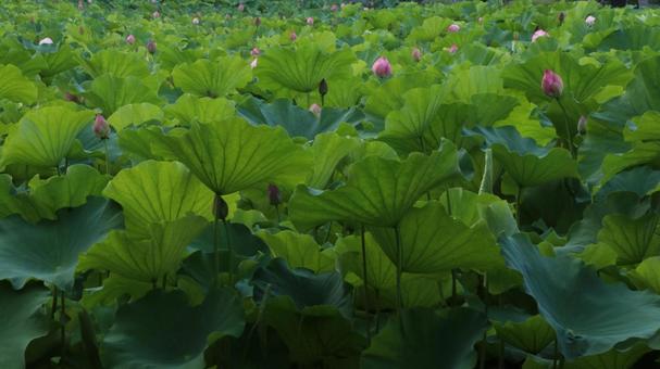 蓮 [無加工]版 縦横16:9 ピンク,無修正,無加工の写真素材