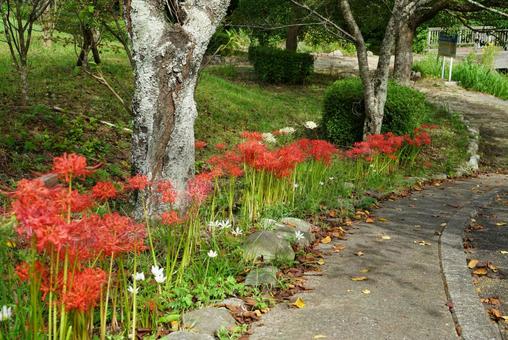 公園に咲くヒガンバナ 公園に咲くヒガンバナ 公園,風景,木の写真素材