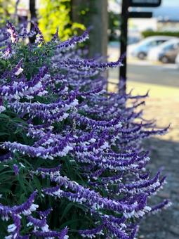 紫の花 紫の花 紫の花,紫色,小花の写真素材