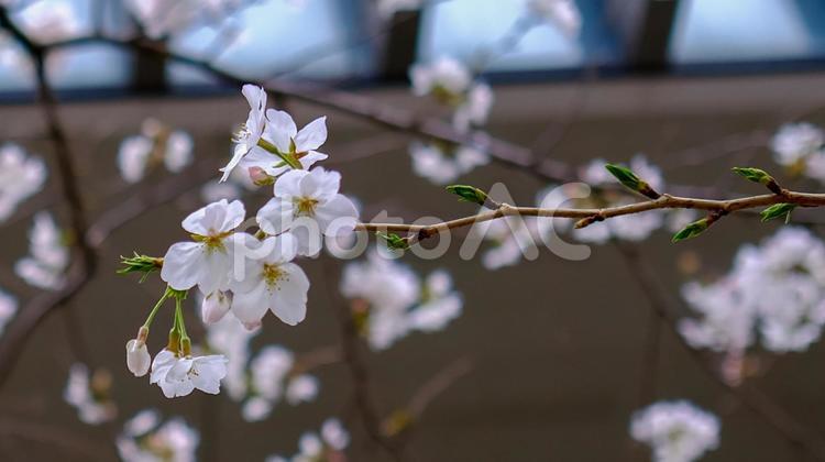 豊洲の桜 サクラ,桜,春の写真素材