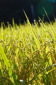 Photo, ear rice, harvest, rice, 