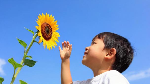 男の子とひまわり#02Ai 男の子とひまわり#02Aiの写真