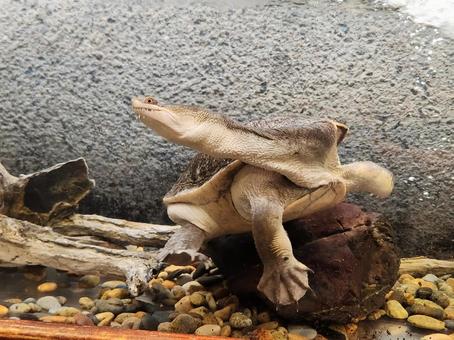 ジーベンロックナガクビガメ ジーベンロックナガクビガメ,カメ,飼育の写真素材