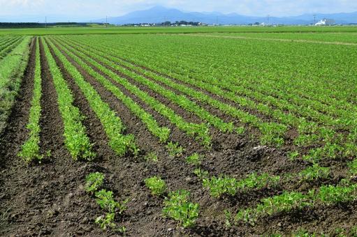 ダイズ畑 ダイズ畑,大豆畑,大豆の写真素材