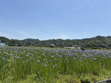 2025年のオクラレルカ 2025年のオクラレルカ 沖縄の景色,オクラレルカ,自然の写真素材