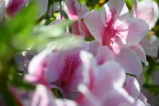 Azalea, JPG