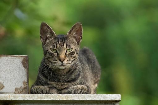 野良猫の顔 野良猫の顔 猫,野良猫,顔の写真素材
