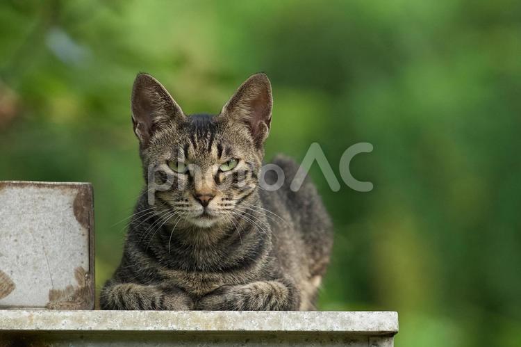 野良猫の顔 猫,野良猫,可愛い猫の写真素材