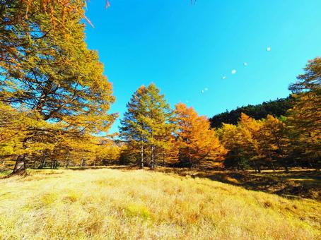 紅葉(黒斑山・浅間山) 紅葉(黒斑山・浅間山)の写真