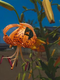 ツリの花 ツリの花の写真