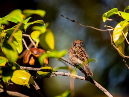 枝にとまるスズメ スズメ,雀,鳥の写真素材