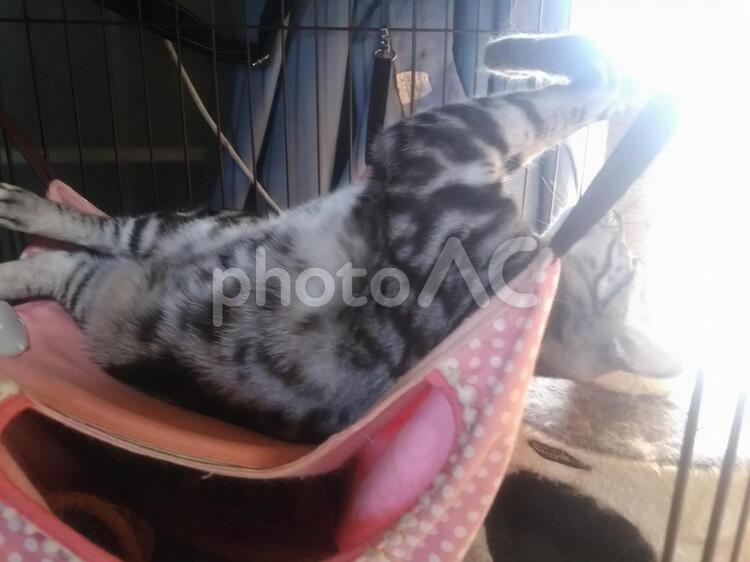 猫用ヒーターでぬくぬくにゃんこ　その5 ペット,動物,可愛いの写真素材