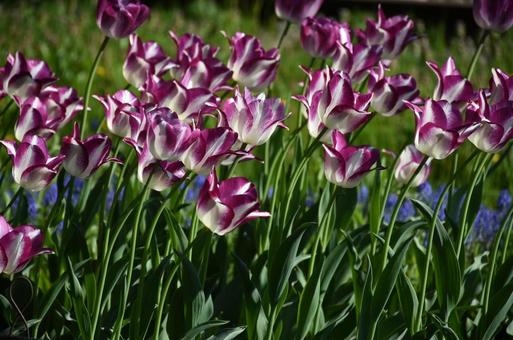 Purple Tulips, JPG Purple Tulips, JPG