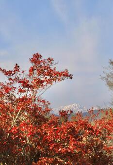 雪　山　白馬　紅葉 山,空,晴天の写真素材