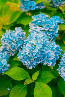 Photo, chengcai court, kumamoto, hydrangea, 