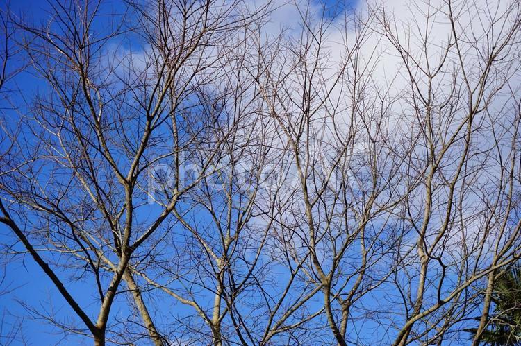 冬の樹木と晴れ間 冬,樹木,晴れ間の写真素材