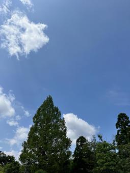 空と木 空と木の写真