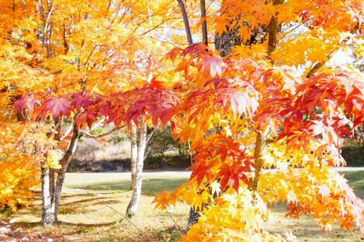 赤・オレンジ・黄色の葉 紅葉,秋,葉の写真素材