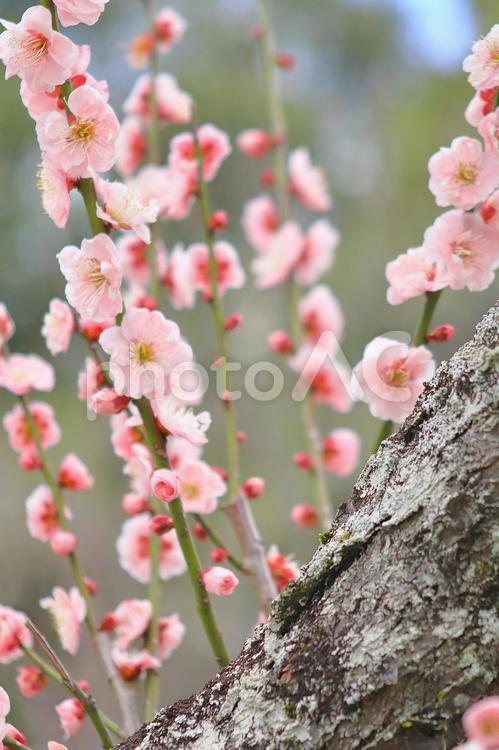 春の風景　梅の花 春,梅林,梅の写真素材