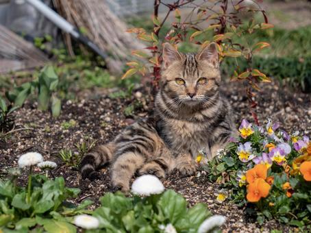 猫 猫 猫,動物,生き物の写真素材
