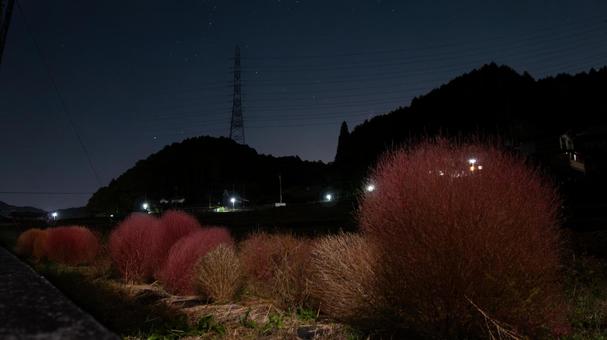 星空に映える秋のコキア 星空に映える秋のコキア コキア,紅葉,茜色の写真素材