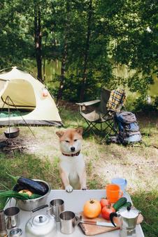 キャンプ用品の横にいる犬 犬,テント,キャンプの写真素材