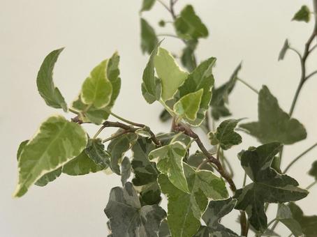 アイビーの写真