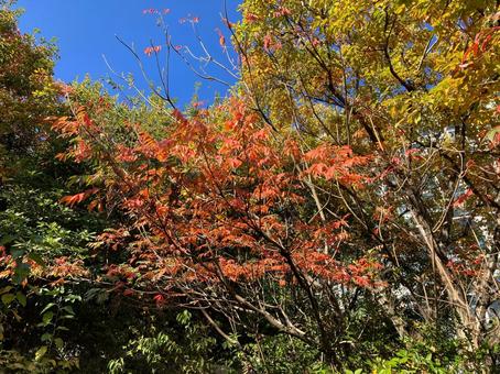 都会の森から眺める空 風景,景色,ビル群の写真素材