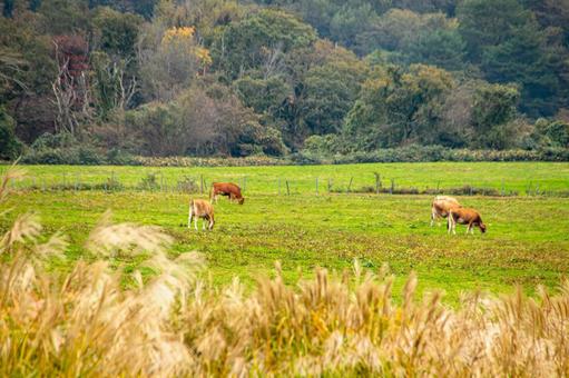 黄金色の野原と草を食む牛たち 牧場,牛,放牧の写真素材