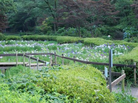 Photo, iris flowers, iris, early summer, 