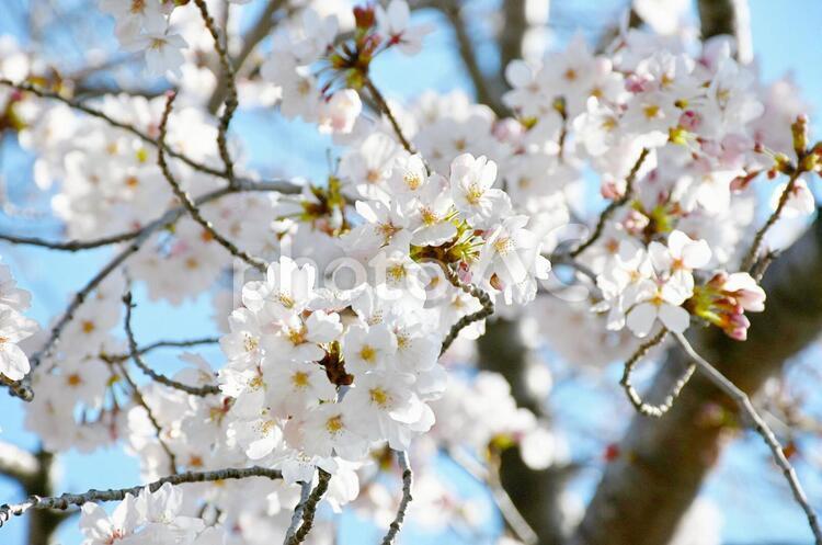 さくらの花､桜の花 ナチュラル,空,青空の写真素材