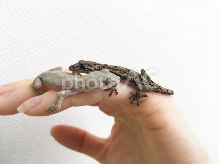 人の手を這う2匹のニホンヤモリ　雄と雌 ヤモリ,爬虫類,人の手の写真素材