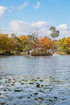 北海道　大沼国定公園　秋の風景 北海道,大沼,函館の写真素材