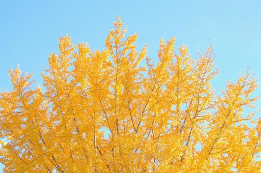 紅葉 47 紅葉 47の写真